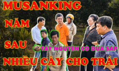 MUSANKING-NĂM SAU NHIỀU VƯỜN CÂY CHO TRÁI-DỪA SÁP-TỪ TRÀ VINH ĐEM TRỒNG TRÊN ĐẤT TÂY NGUYÊN